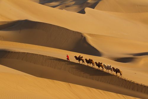 沙漠骆驼4k超清壁纸