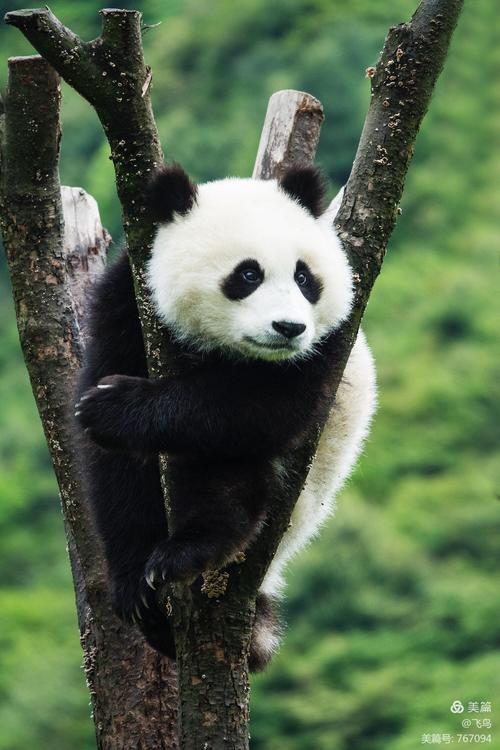 手机壁纸 熊猫