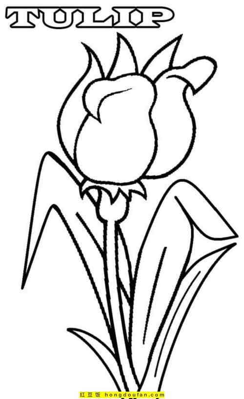 12张盛开着的郁金香植物花朵春天卡通简笔画-红豆饭小学生简笔画大全