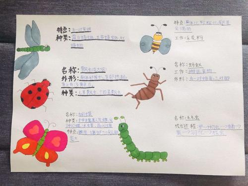 雄安校区三年级(2)班精彩作品集-------昆虫备忘录