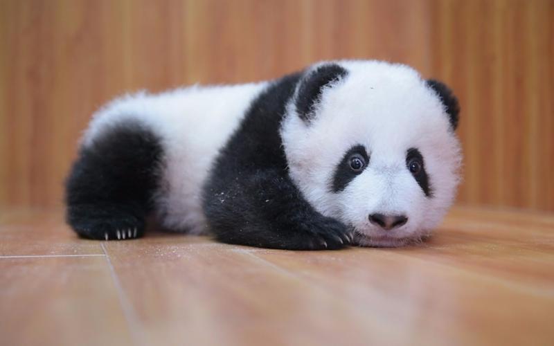 熊猫宝宝想翻身 超级萌