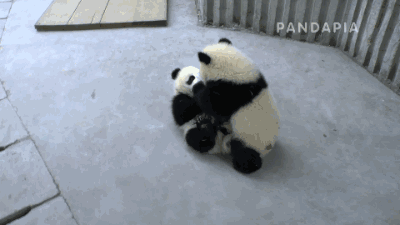 为什么熊猫动态壁纸设置不了